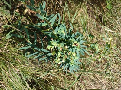 Euphorbia stepposa, photographed by Igor Balashov