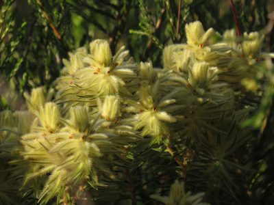 Phylica plumosa, photographed by Jeremy Gilmore