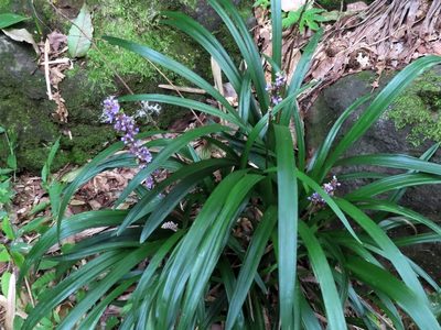 Liriope muscari, photographed by mami_t_t