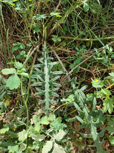 Cirsium ukranicum, photographed by Igor Balashov