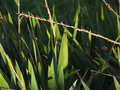 Watsonia meriana, photographed by Jeremy Gilmore
