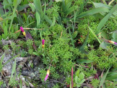 Oxalis glabra, photographed by Jeremy Gilmore
