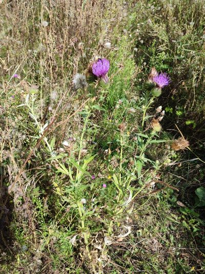 Cirsium ukranicum, photographed by Igor Balashov
