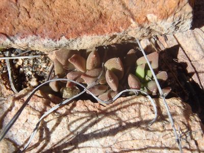 Anacampseros telephiastrum, photographed by Nicola van Berkel