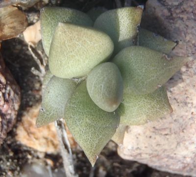 Anacampseros telephiastrum, photographed by Nicola van Berkel