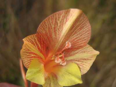 Gladiolus fourcadei, photographed by Di Turner