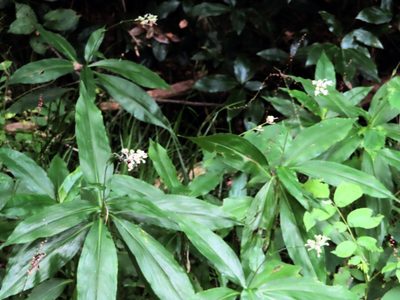 Pollia japonica, photographed by mami_t_t