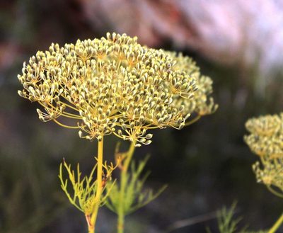 Notobubon tenuifolium, photographed by Tony Rebelo