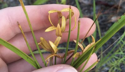 Cyperus lecontei, photographed by Jessica