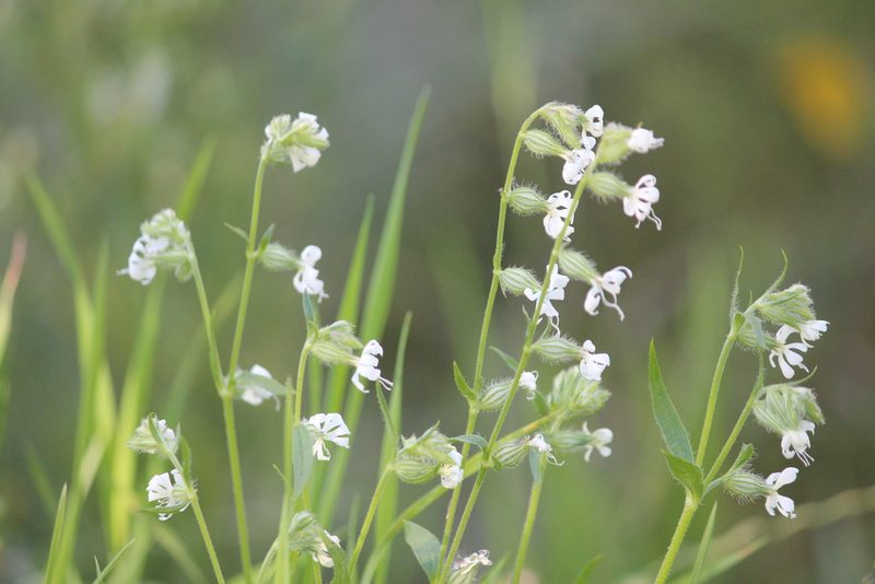 Silene dichotoma, photographed by Marina Potapova