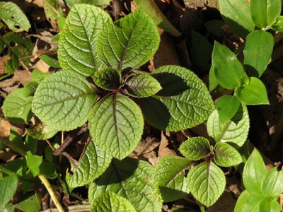 Plectranthus ciliatus, photographed by Jeremy Gilmore