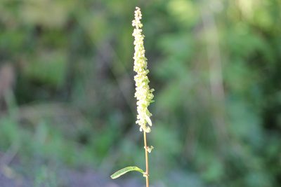 Rumex pseudonatronatus, photographed by Marina Potapova