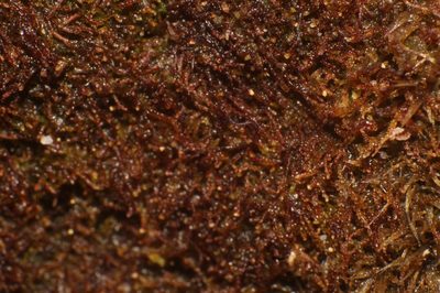 Cephaloziella exiliflora, photographed by Em Lamond