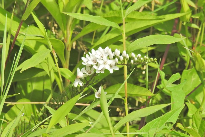 Lysimachia clethroides, photographed by Navin Sasikumar
