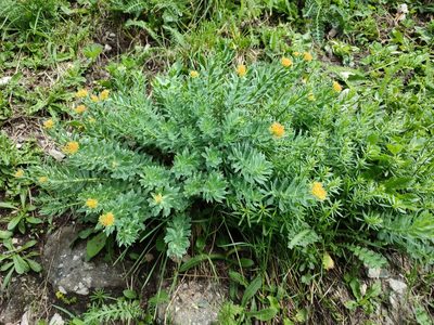 Rhodiola rosea, photographed by xulescu_g