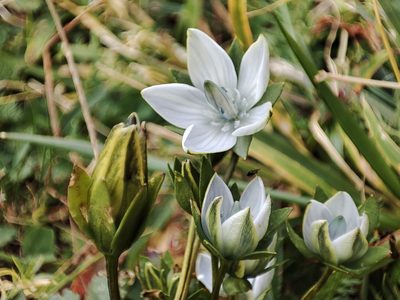 Lomatogonium carinthiacum, photographed by xulescu_g