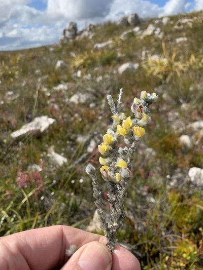 Aspalathus oblongifolia, photographed by Dave Richardson