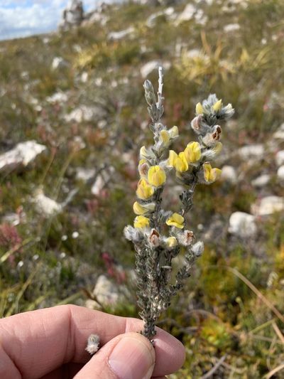Aspalathus oblongifolia, photographed by Dave Richardson