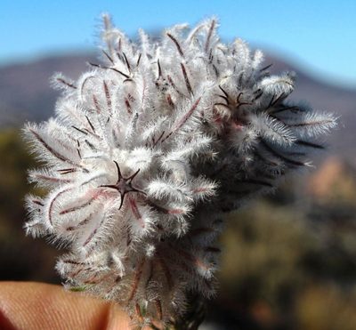 Phylica barbata, photographed by Tony Rebelo