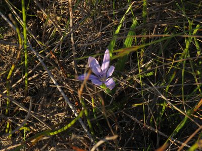 Babiana villosula, photographed by Jeremy Gilmore