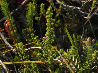 Indigofera candolleana, photographed by Jeremy Gilmore