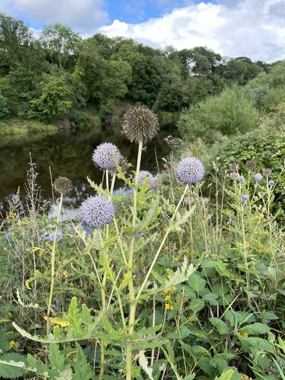 Echinops bannaticus, photographed by nevwright