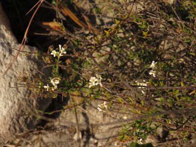 Selago levynsiae, photographed by Jeremy Gilmore