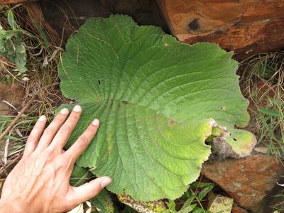 Streptocarpus vandeleurii, photographed by Ryan van Huyssteen