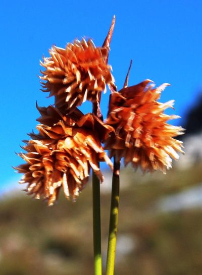 Staberoha aemula, photographed by Tony Rebelo