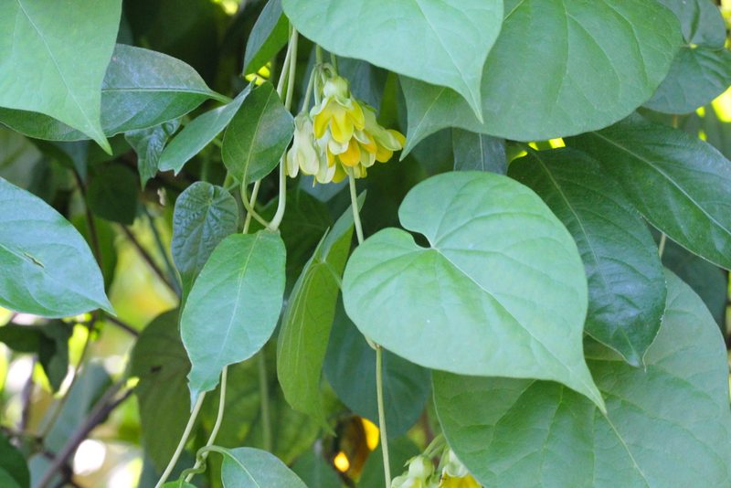 Telosma cordata, photographed by Agnes Trekker