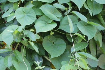 Telosma cordata, photographed by Agnes Trekker