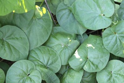 Telosma cordata, photographed by Agnes Trekker