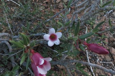 Pachypodium bispinosum, photographed by Brian du Preez