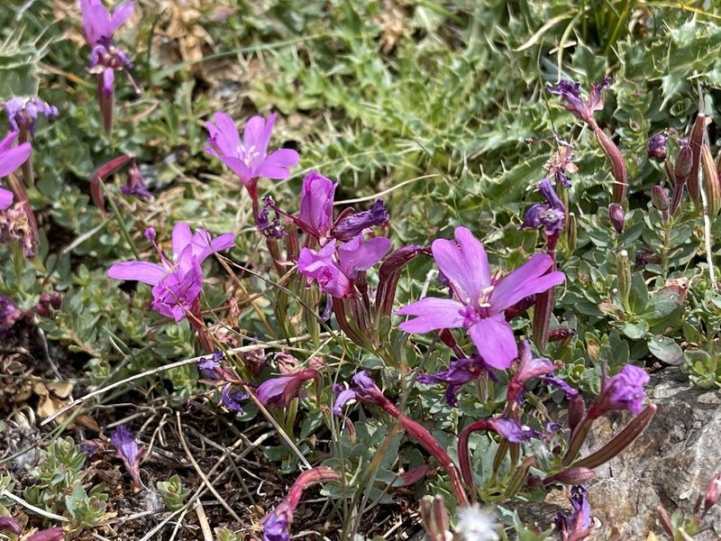 Epilobium obcordatum, photographed by Dee Shea Himes