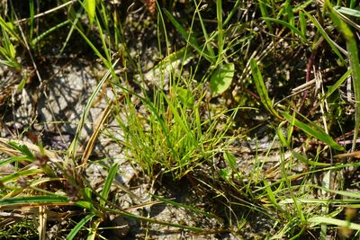 Isolepis setacea, photographed by Patrick Hacker