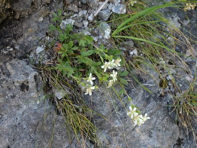 Potentilla caulescens, photographed by Wolfgang Jauch