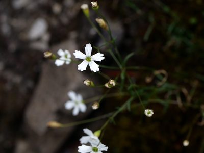 Heliosperma pusillum, photographed by Wolfgang Jauch