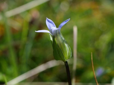Comastoma tenellum, photographed by Wolfgang Jauch