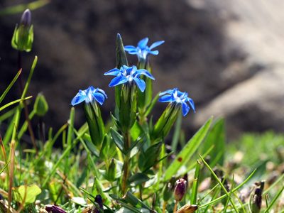 Gentiana nivalis, photographed by Wolfgang Jauch