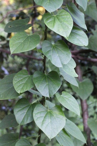 Tinospora sinensis, photographed by Agnes Trekker