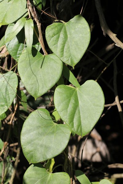 Tinospora sinensis, photographed by Agnes Trekker