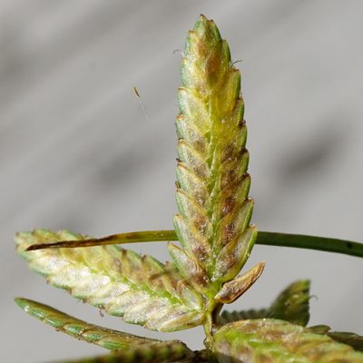 Cyperus flavescens, photographed by Patrick Hacker