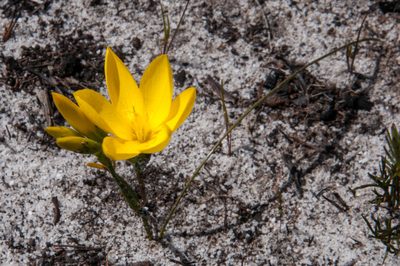 Geissorhiza humilis, photographed by magriet b