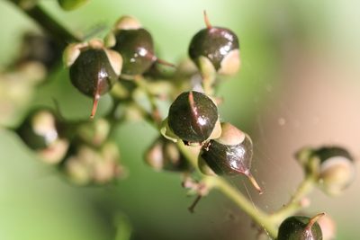 Tetracera sarmentosa, photographed by Agnes Trekker