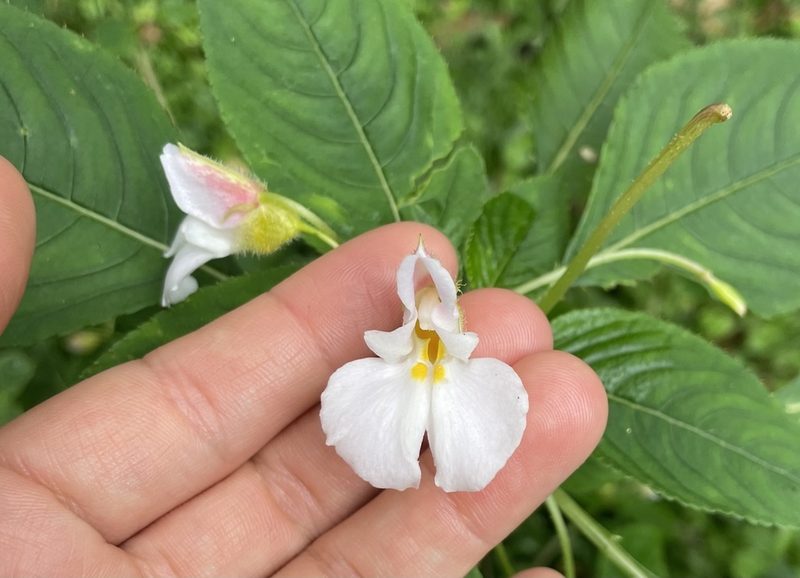Impatiens burtonii, photographed by Eleanor Harris
