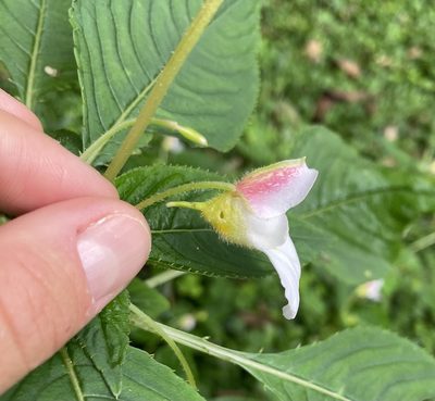 Impatiens burtonii, photographed by Eleanor Harris