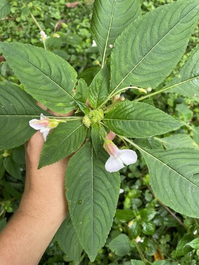 Impatiens burtonii, photographed by Eleanor Harris