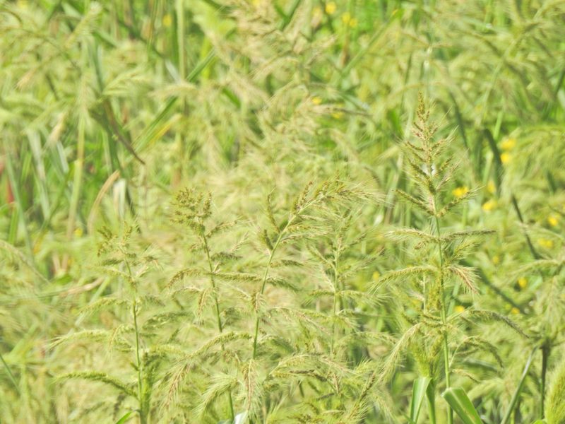 Echinochloa walteri, photographed by Navin Sasikumar