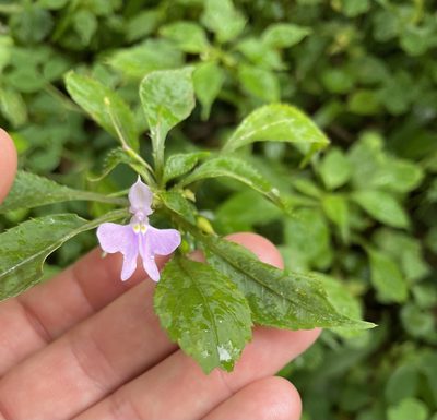 Impatiens hochstetteri, photographed by Eleanor Harris