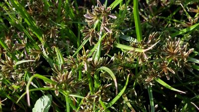 Cyperus fuscus, photographed by Loopy30